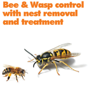 Bee Removal