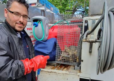 possum removal