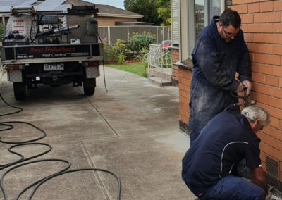 removing pests at house